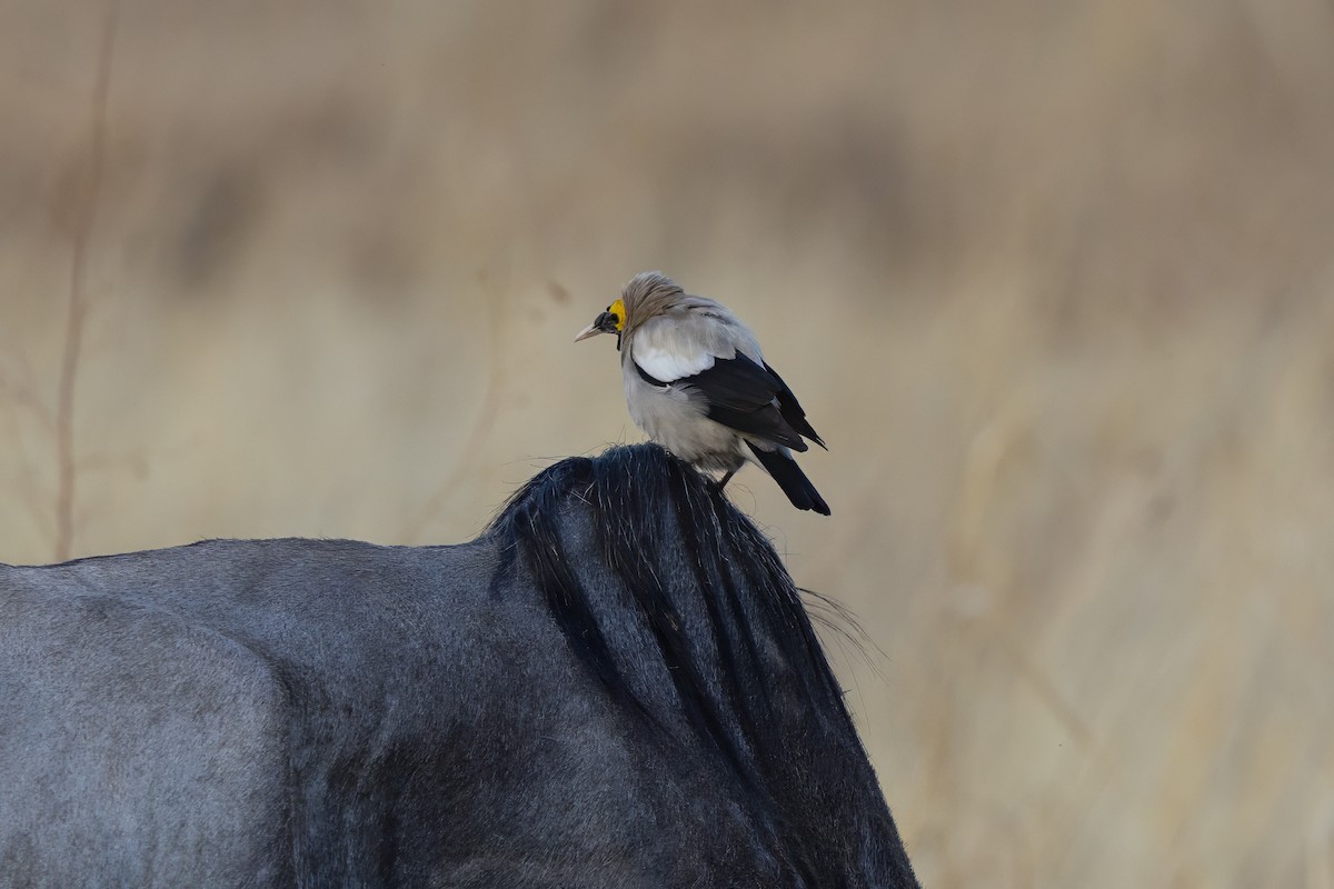 Wattled Starling - ML646738260