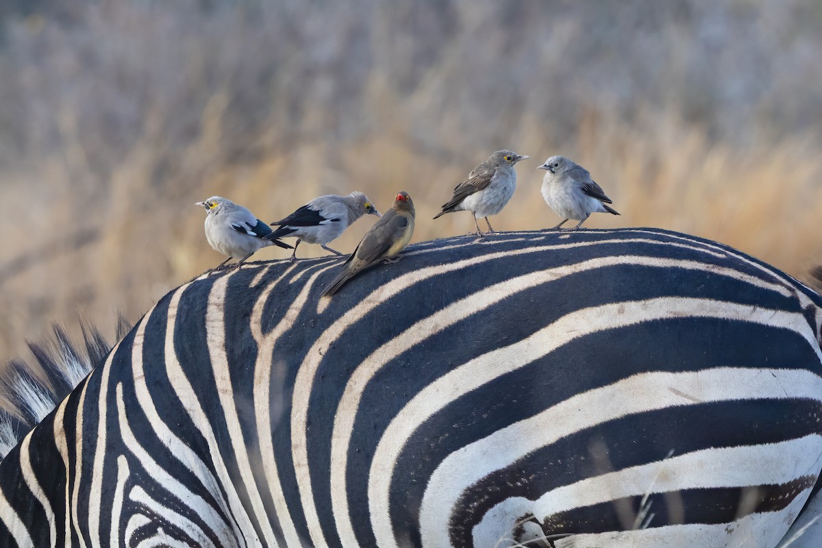 Wattled Starling - ML646738261