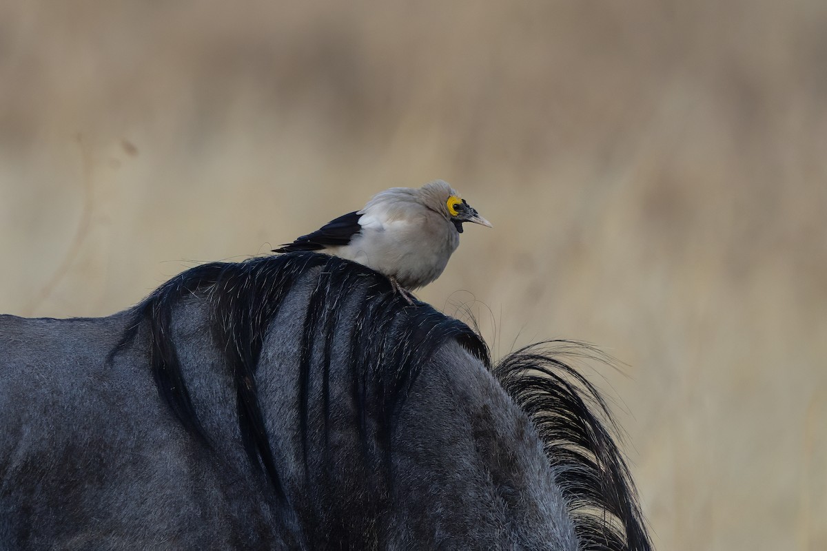 Wattled Starling - ML646738262