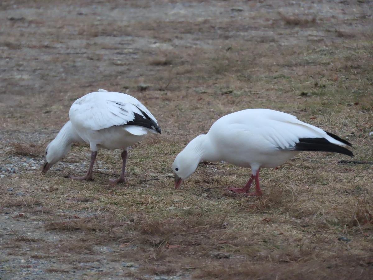 Zwergschneegans - ML646738266