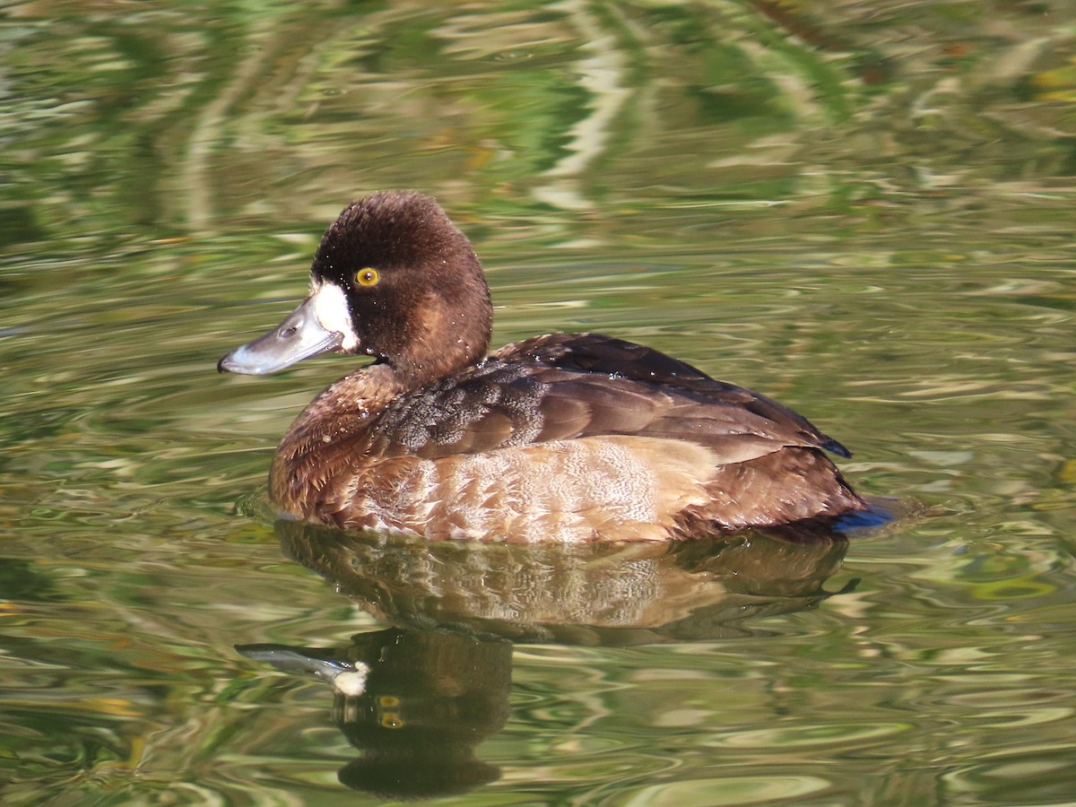 コスズガモ - ML646738268