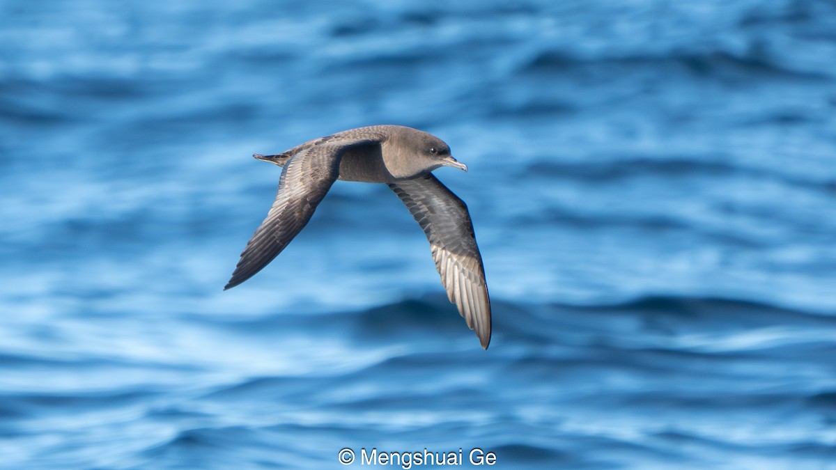 Short-tailed Shearwater - ML646738269