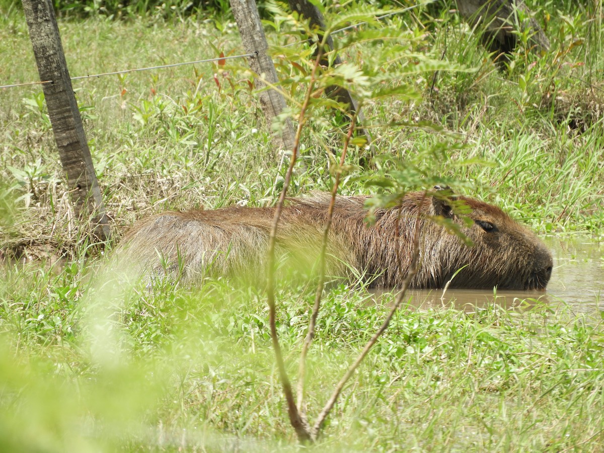 Animaux - ML646738272