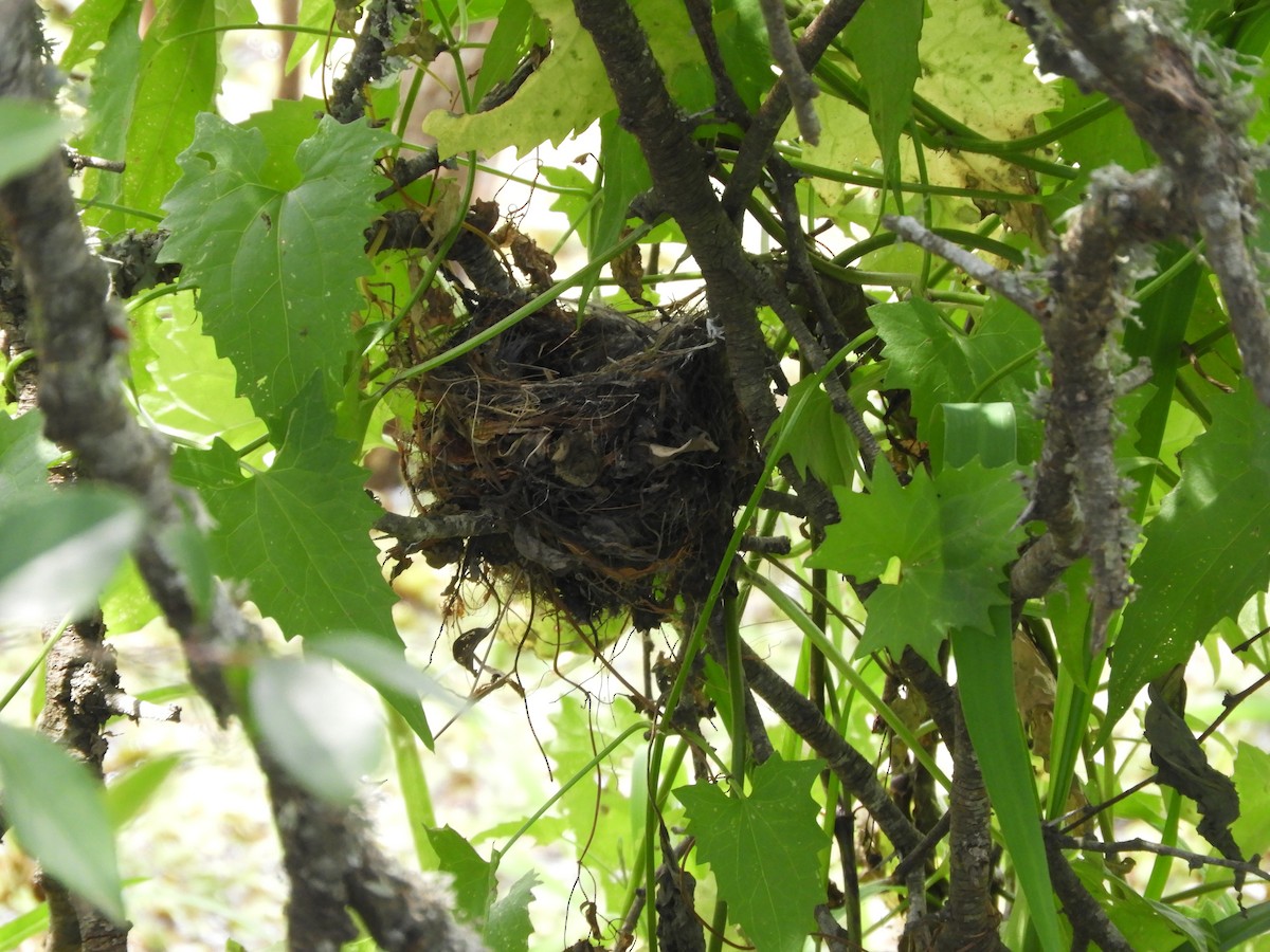 Animaux - ML646738273