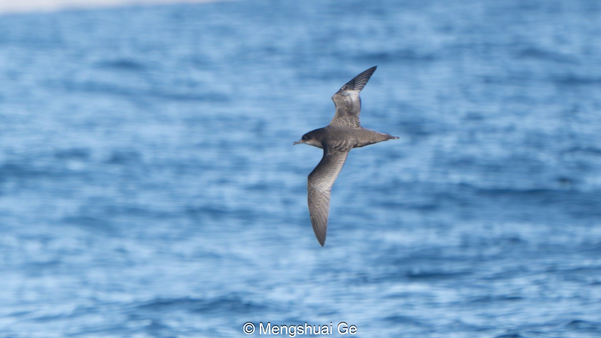 Short-tailed Shearwater - ML646738279