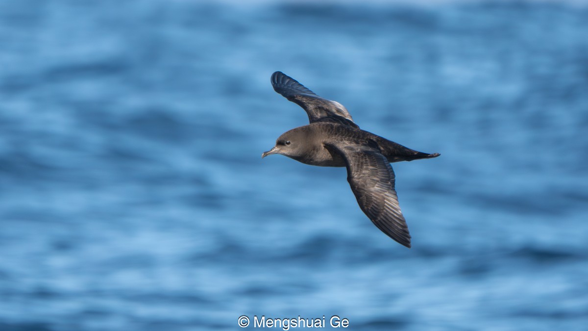 Short-tailed Shearwater - ML646738280