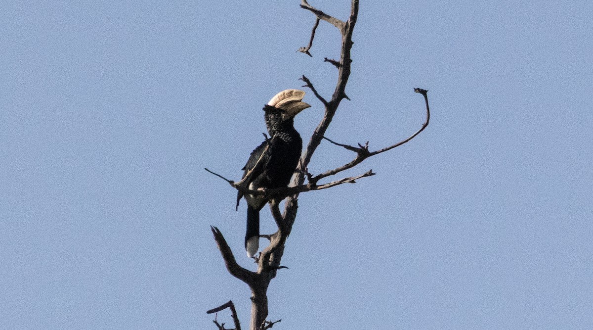 Silvery-cheeked Hornbill - ML646738281