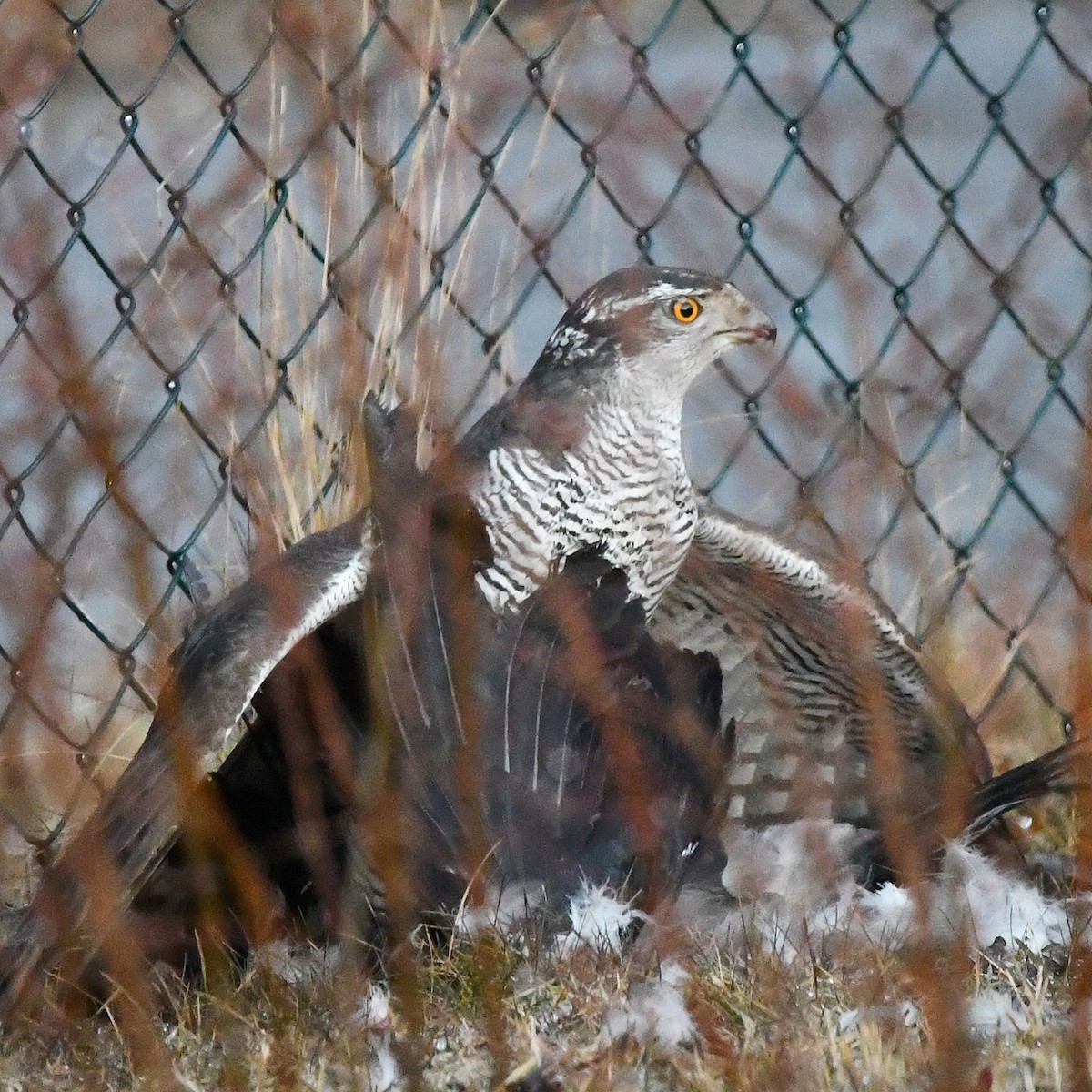 オオタカ - ML646738282