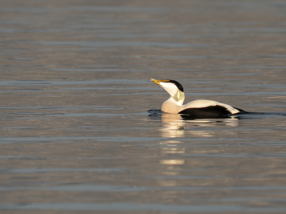 Common Eider - ML646738284
