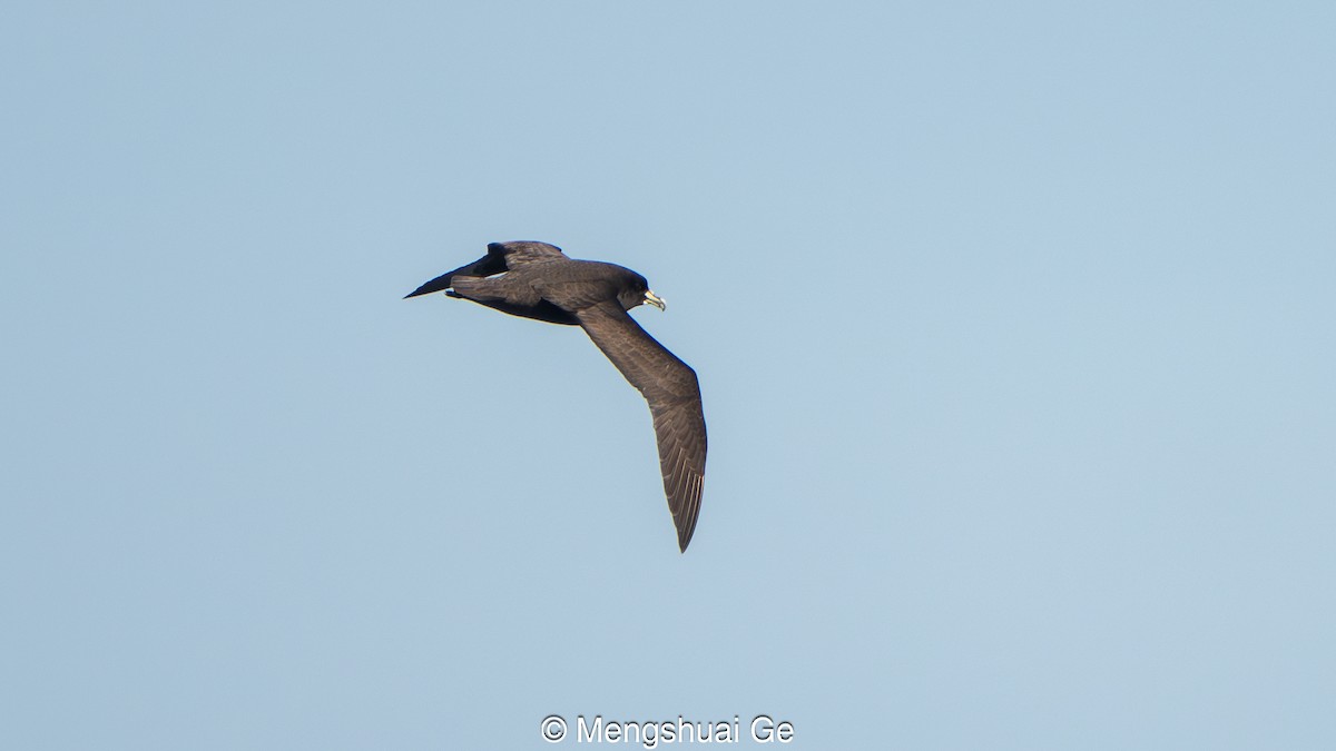 White-chinned Petrel - ML646738285