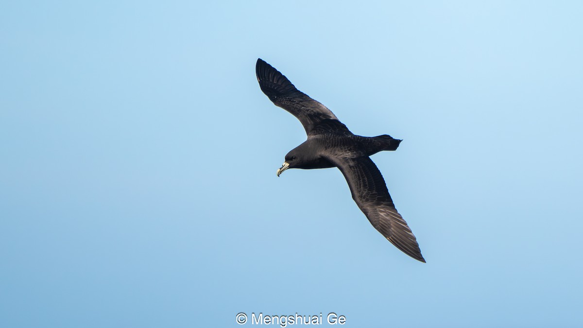 Pardela Gorjiblanca - ML646738286