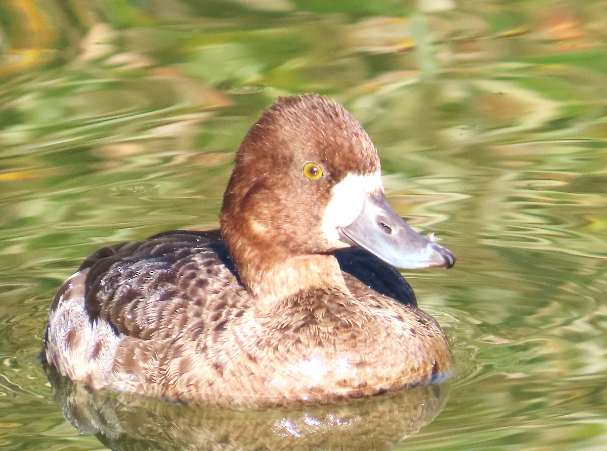 コスズガモ - ML646738287