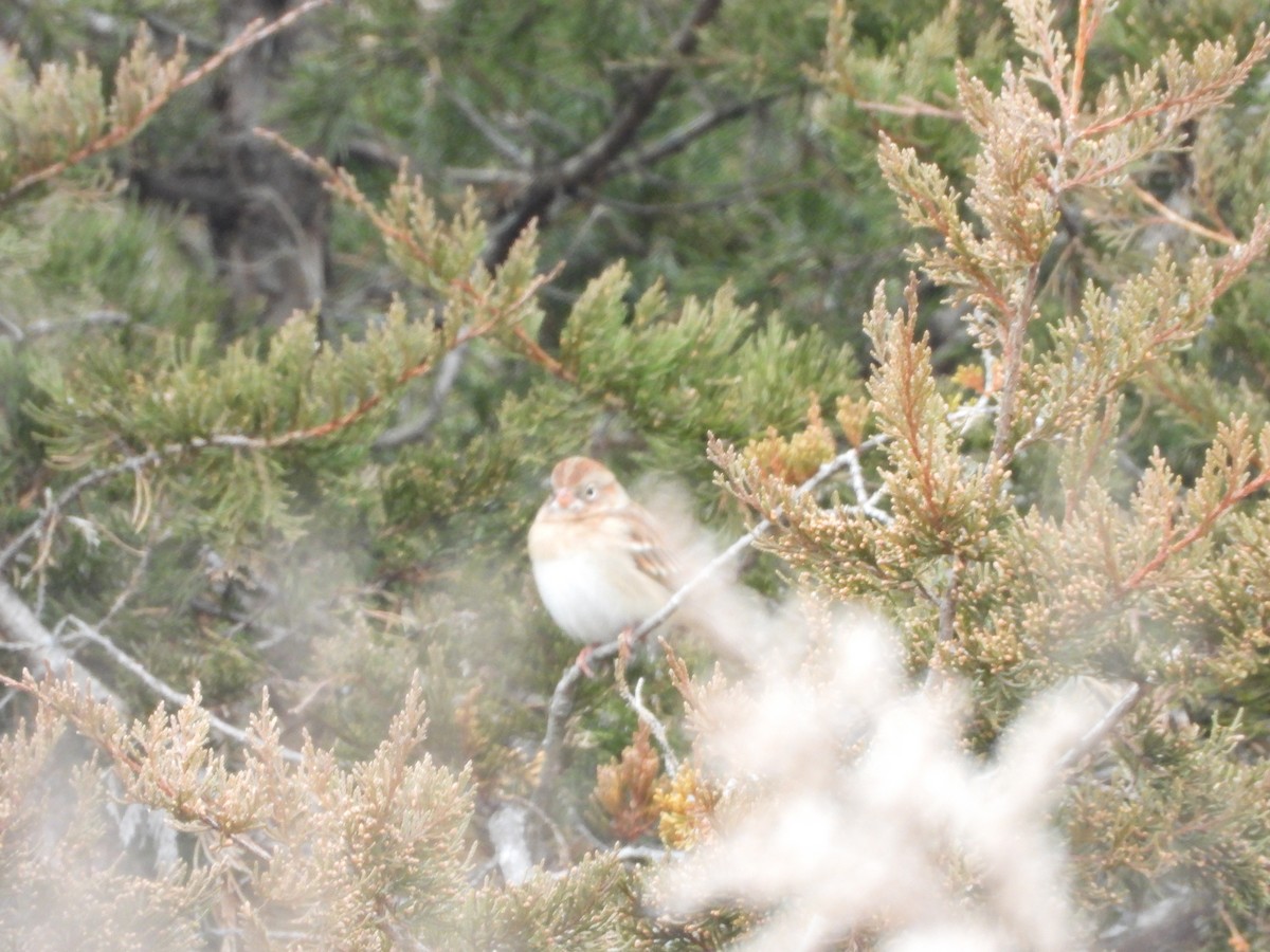 Tarla Serçesi - ML646738293