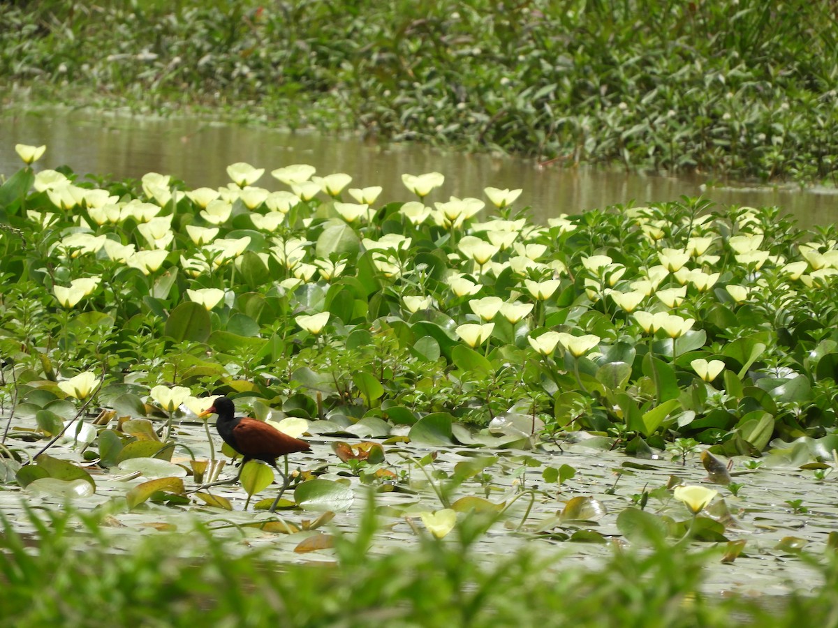 Jacana noir - ML646738306