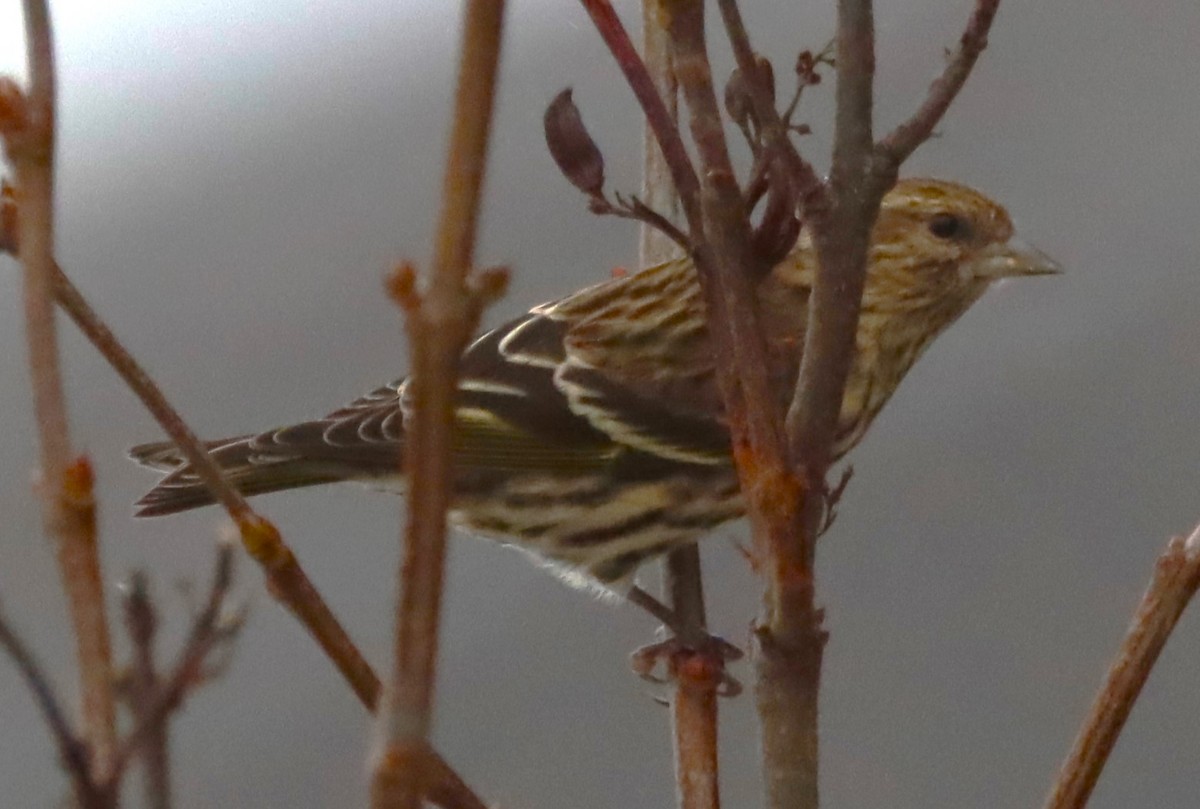 Pine Siskin - ML646738307