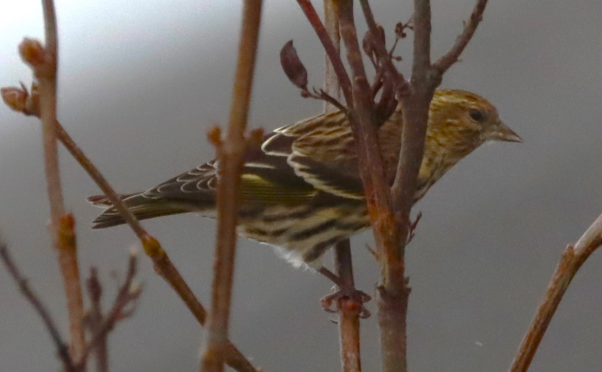 Pine Siskin - ML646738308