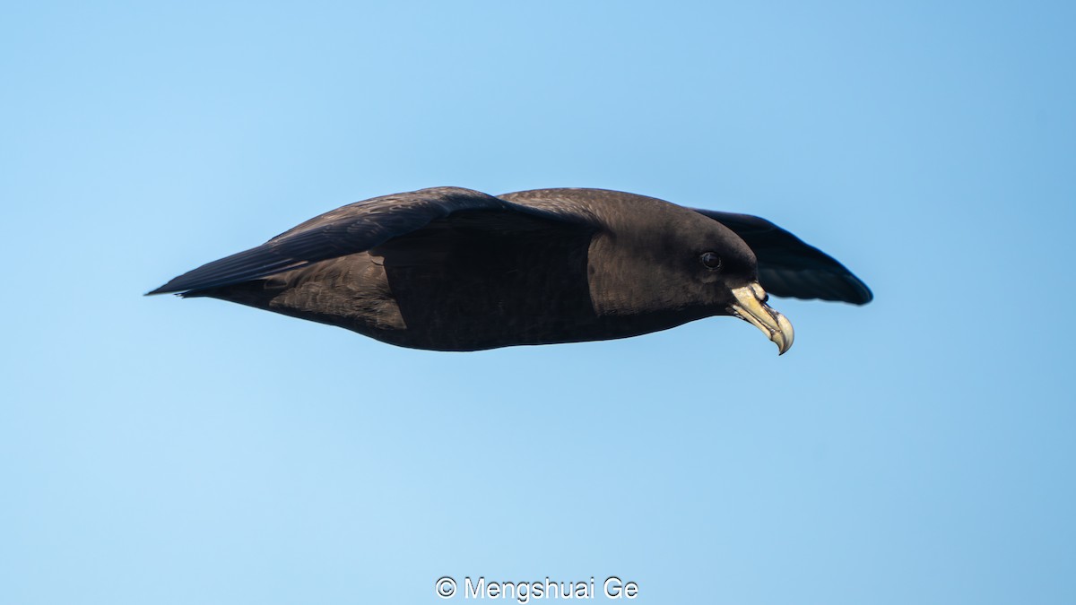 Pardela Gorjiblanca - ML646738309
