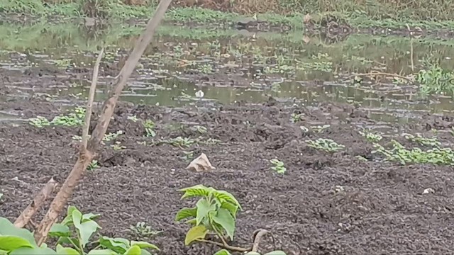 Phalarope à bec étroit - ML646738310