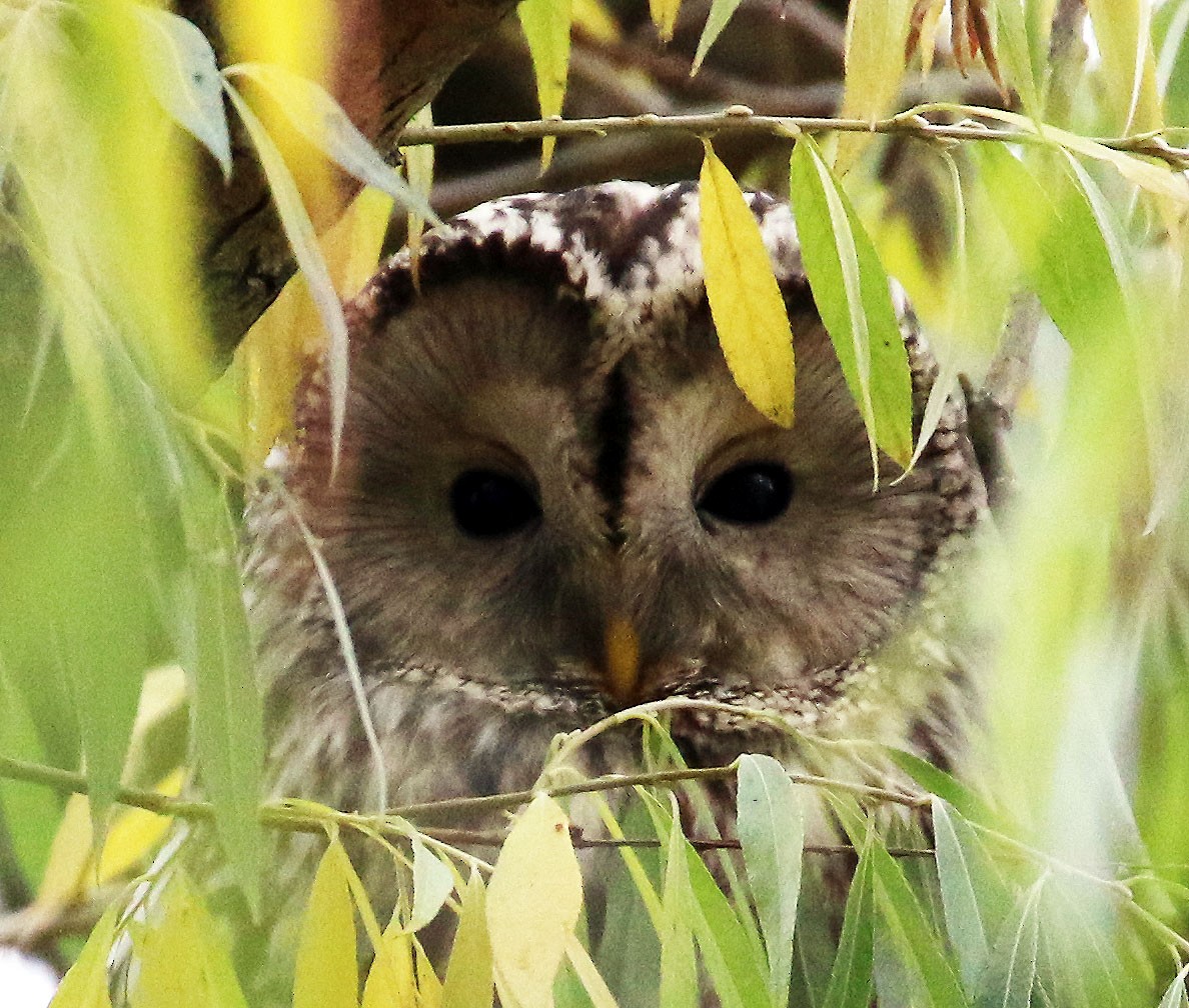 Ural Owl - ML646738311