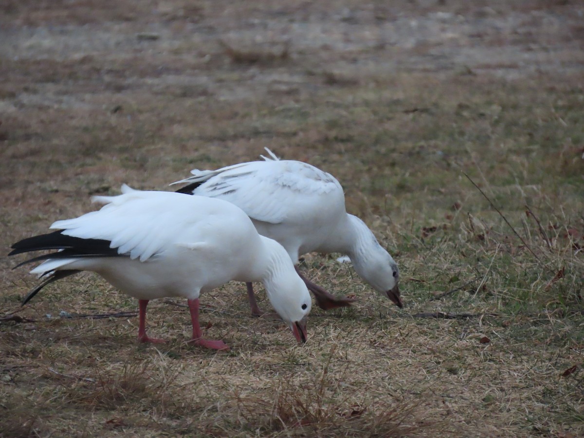 Zwergschneegans - ML646738312