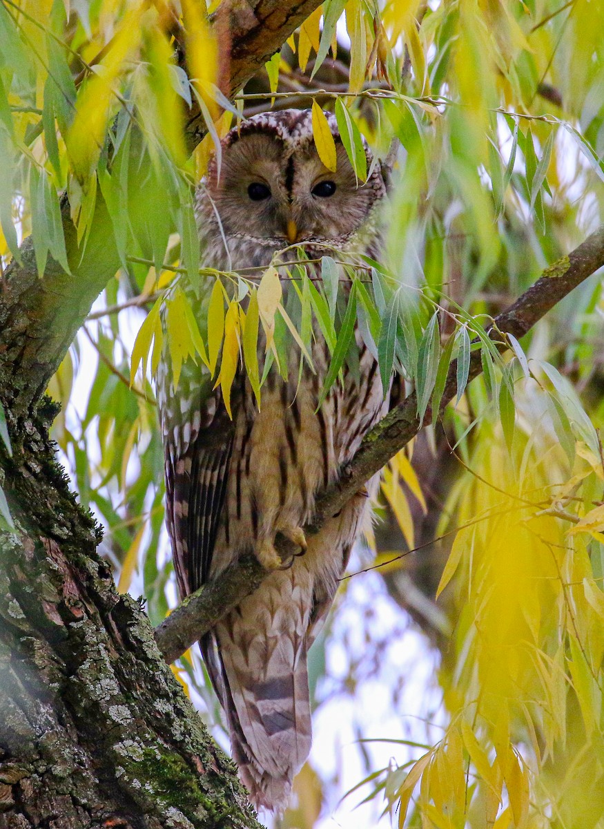 Ural Owl - ML646738313