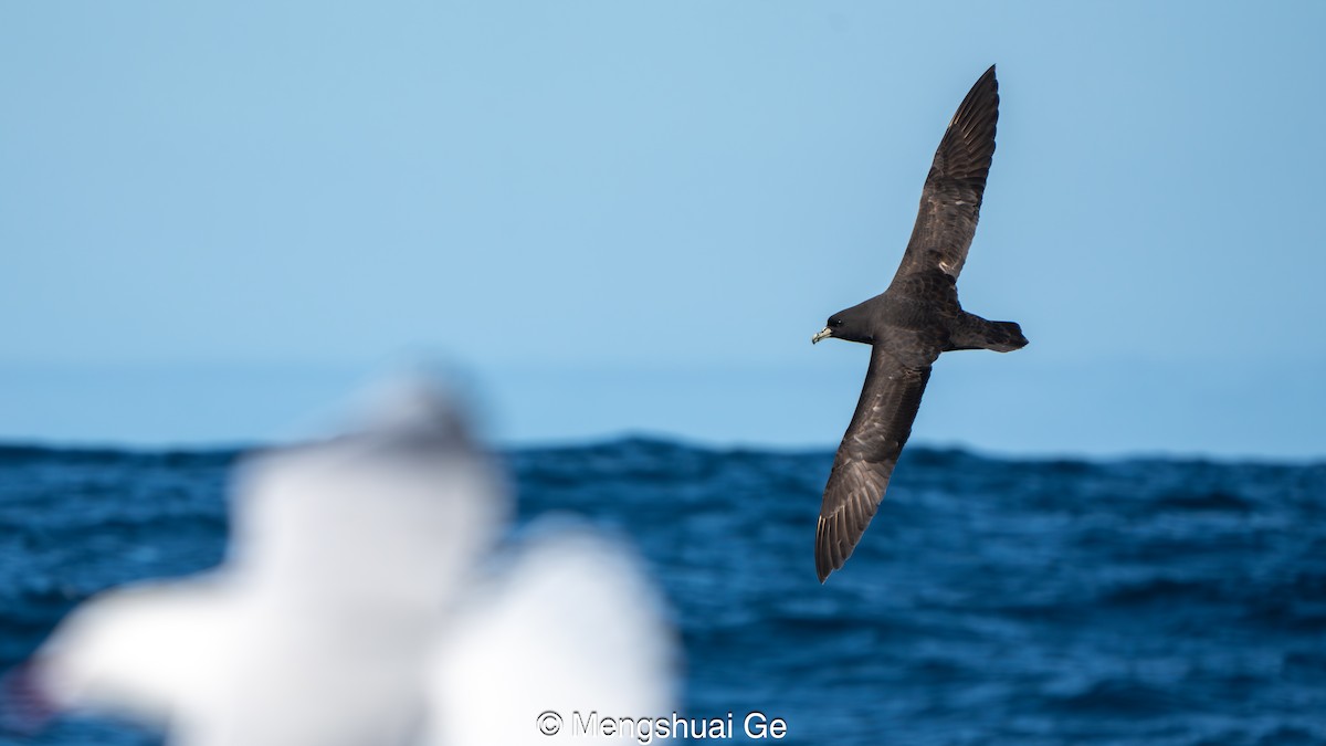 Pardela Gorjiblanca - ML646738314