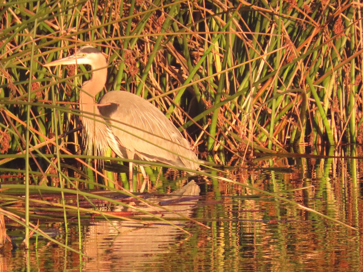 オオアオサギ - ML646738315