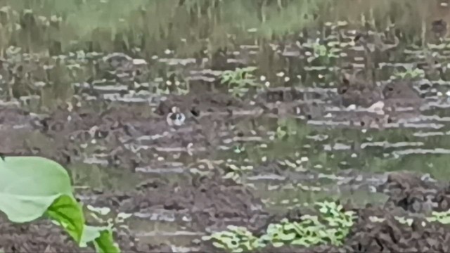 Phalarope à bec étroit - ML646738317