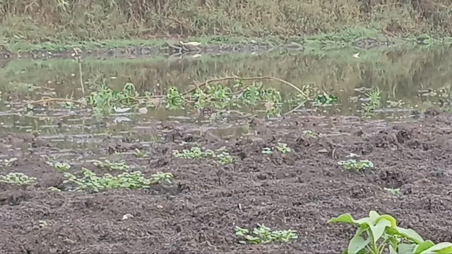 Phalarope à bec étroit - ML646738318