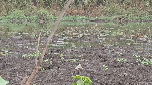 Phalarope à bec étroit - ML646738319