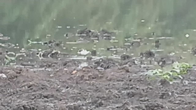 Phalarope à bec étroit - ML646738320