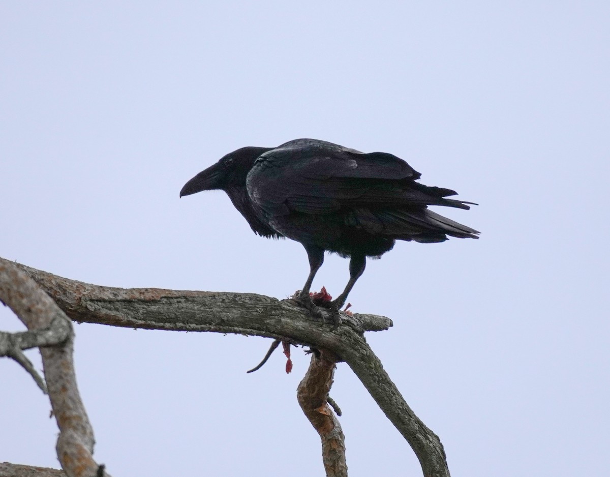 עורב שחור - ML646738321