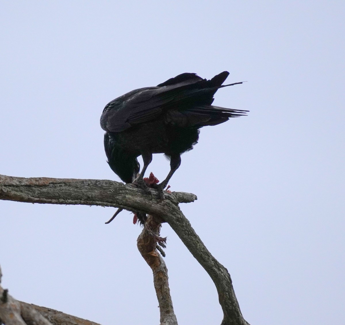 עורב שחור - ML646738322