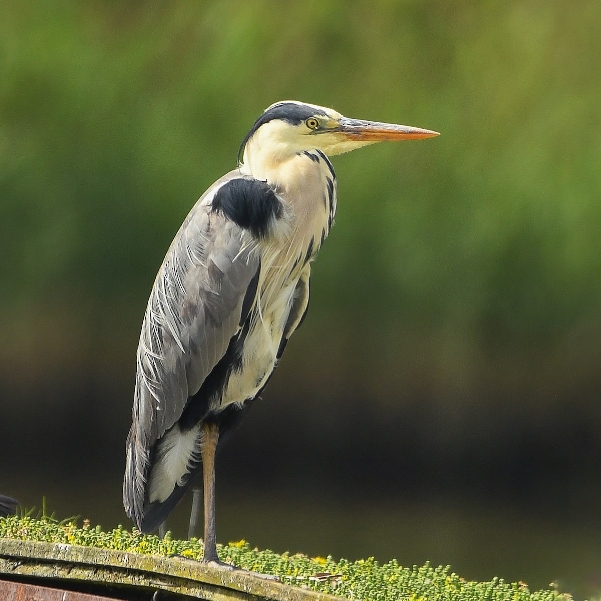 Gray Heron - ML646738331