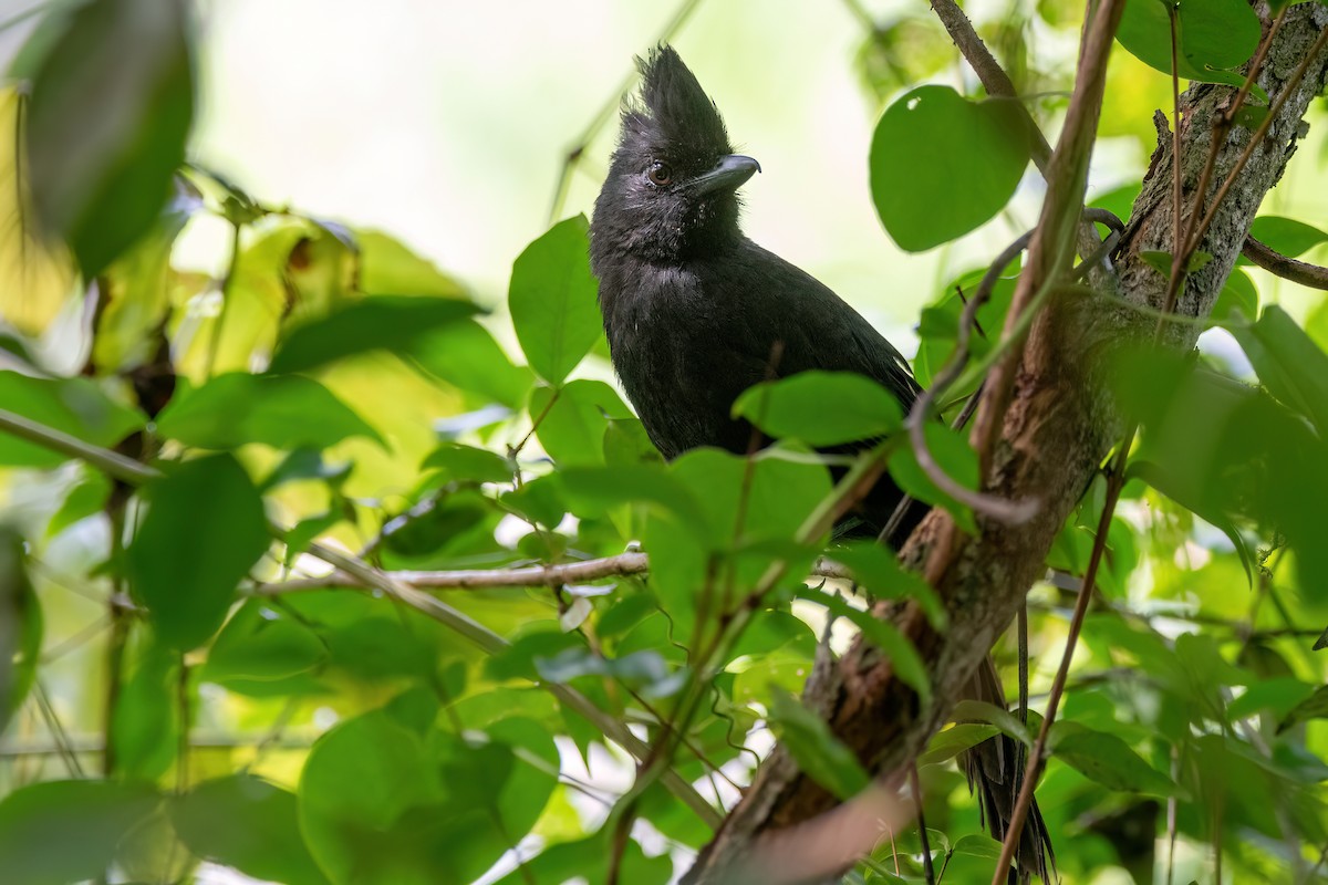 Tufted Antshrike - ML646738333
