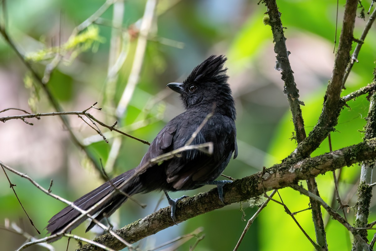 Tufted Antshrike - ML646738334