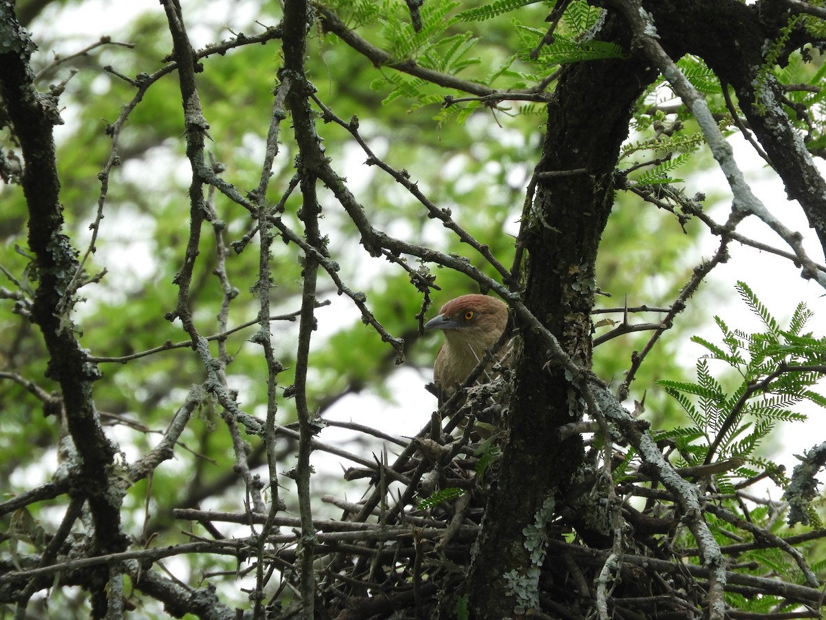 Synallaxe rouge - ML646738335