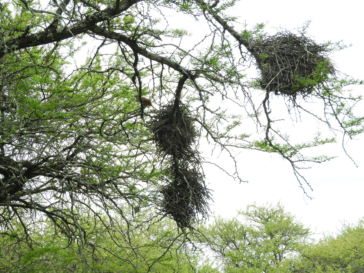 Synallaxe rouge - ML646738336