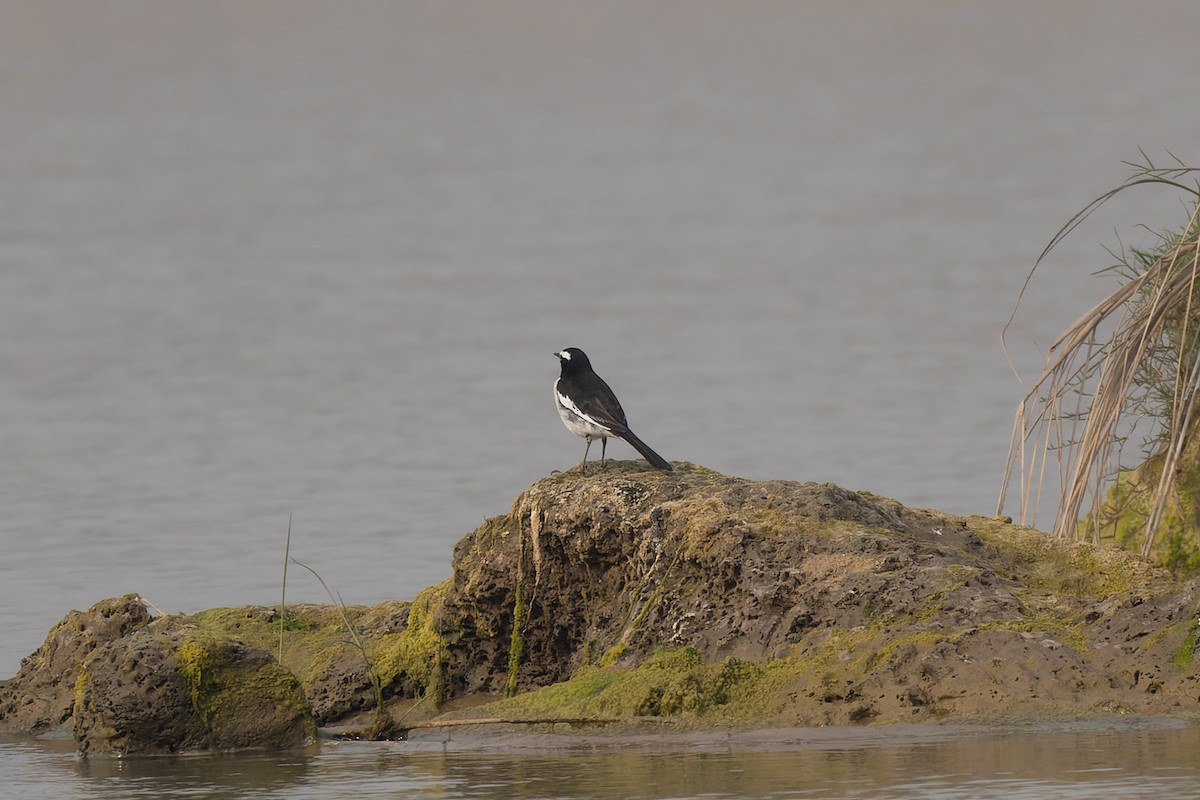 Bergeronnette indienne - ML646738339