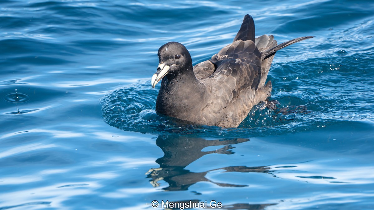 Pardela Gorjiblanca - ML646738340