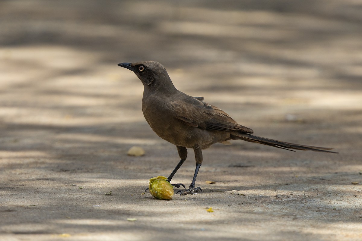 Ashy Starling - ML646738349