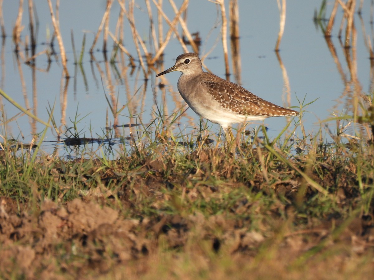 Wood Sandpiper - ML646738352