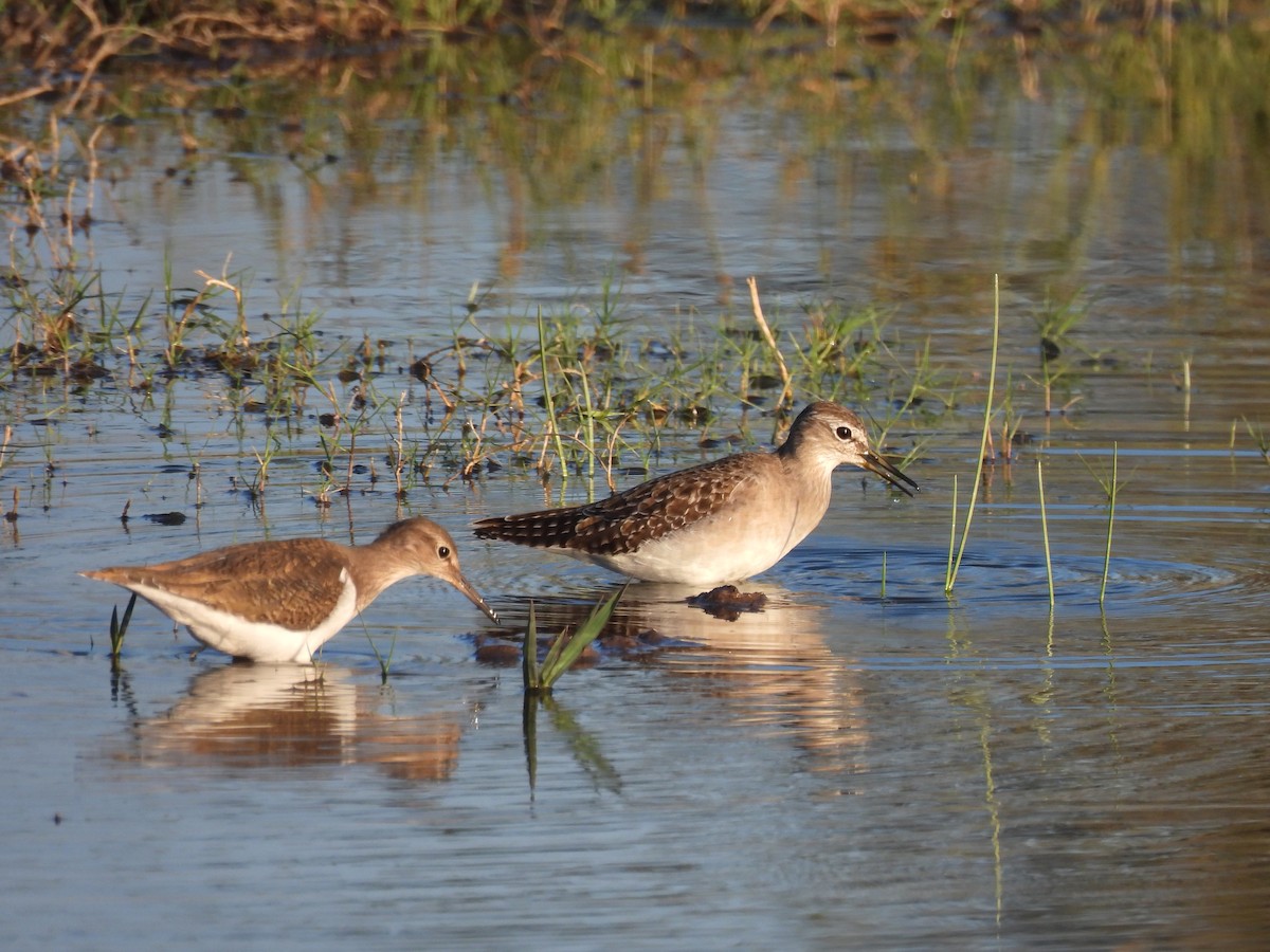 Wood Sandpiper - ML646738353