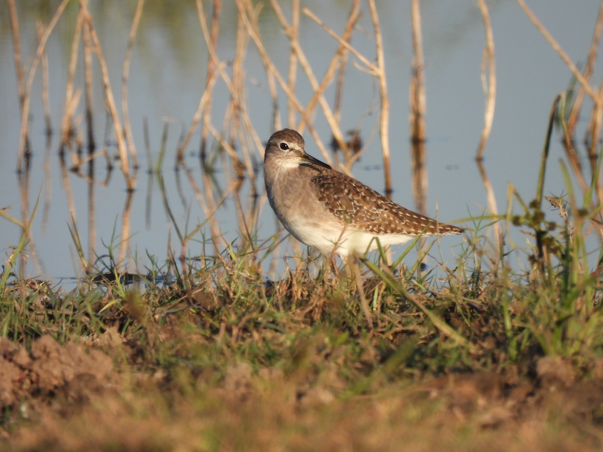 Wood Sandpiper - ML646738355