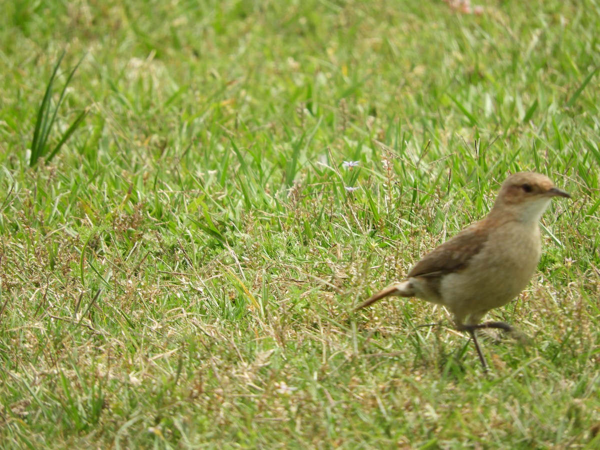 Fournier roux - ML646738356