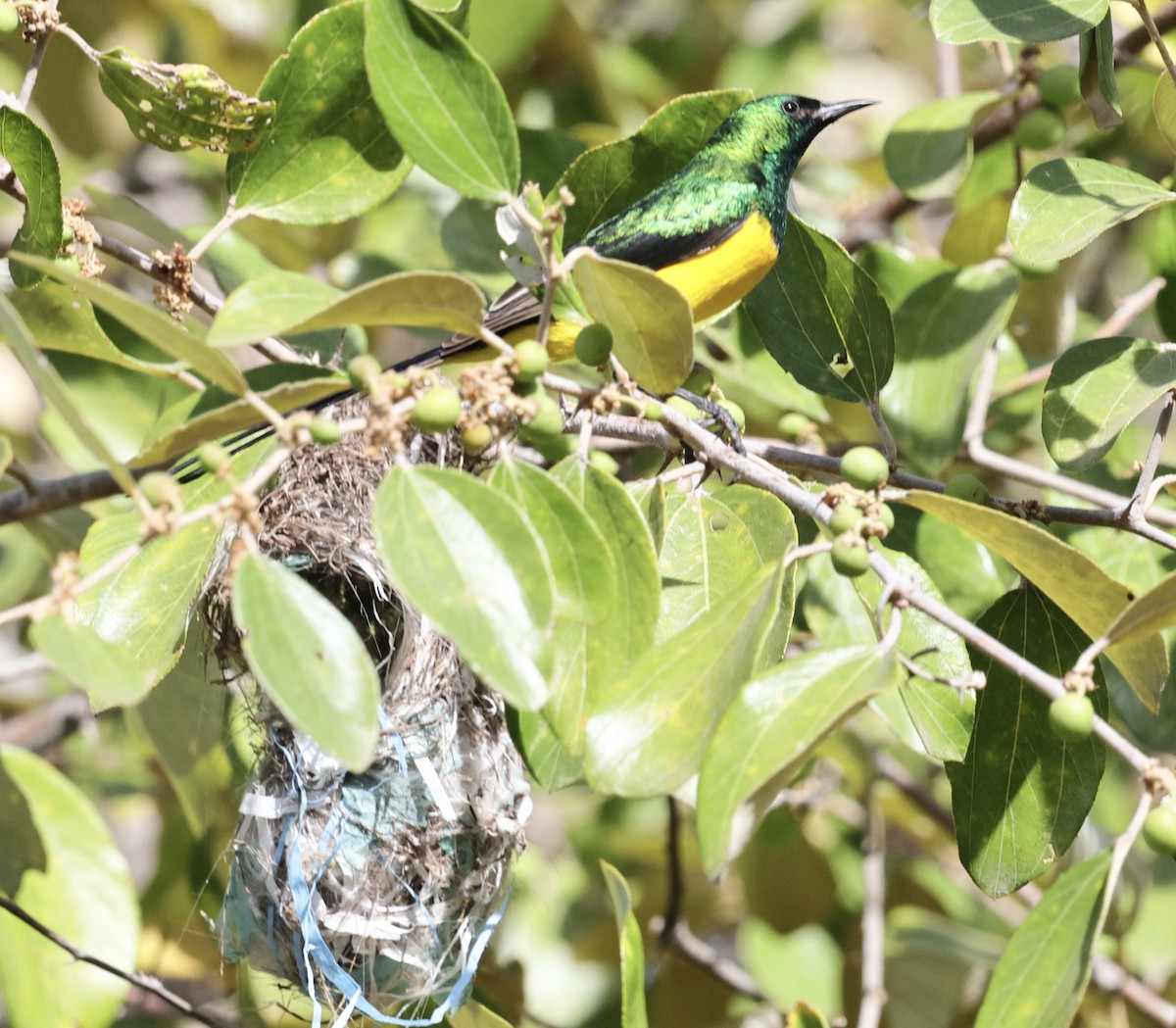 Suimanga Pigmeo - ML646738361