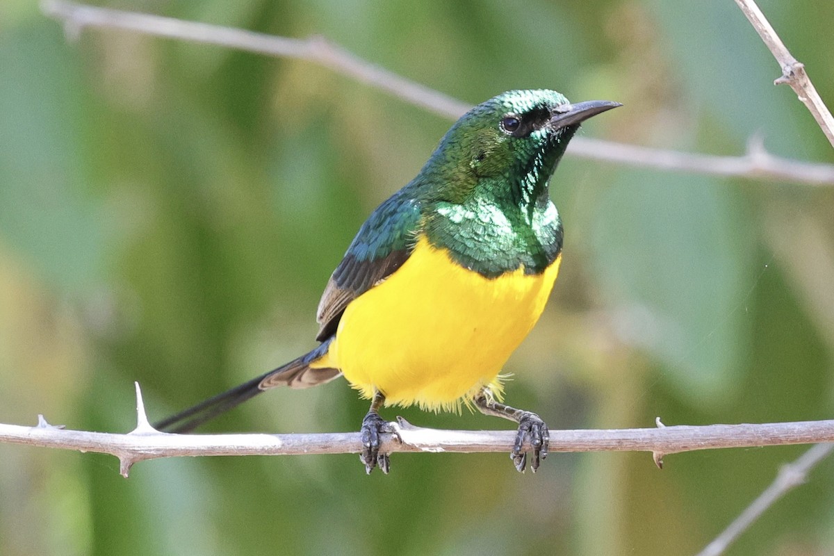 Suimanga Pigmeo - ML646738362