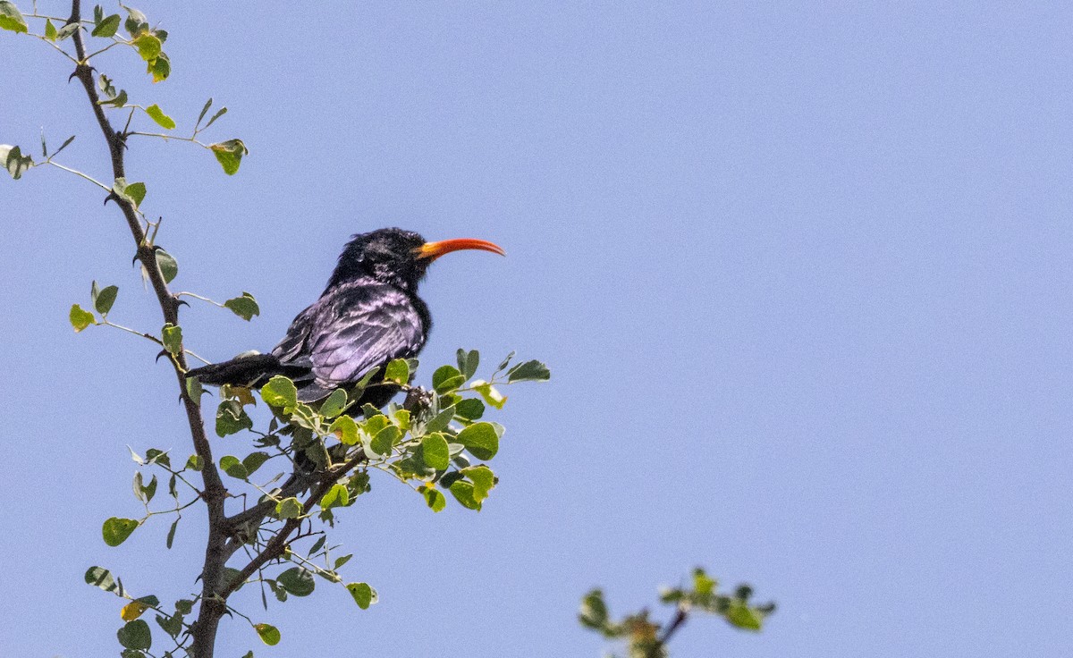 Irrisor à cimeterre - ML646738363