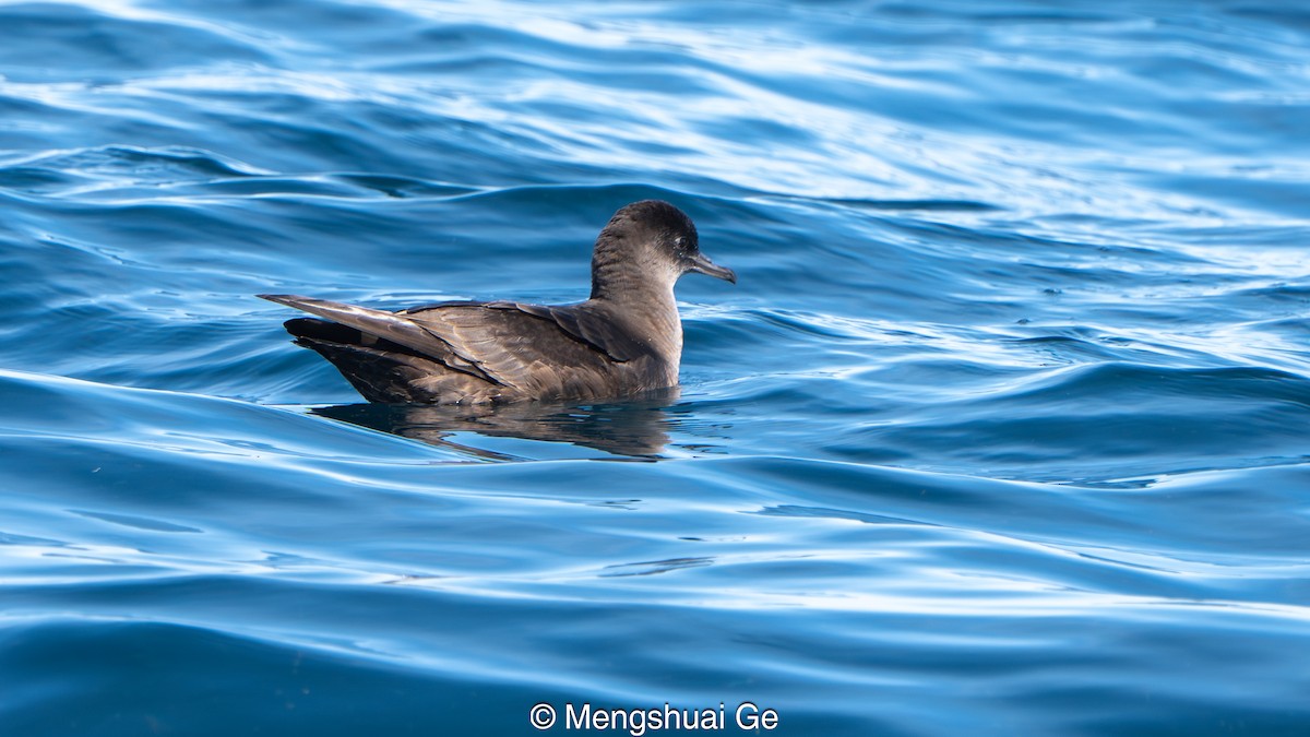 Short-tailed Shearwater - ML646738364