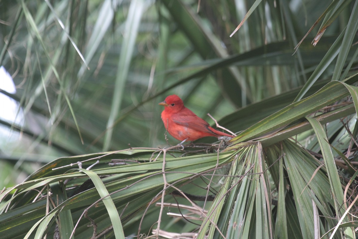 Алая пиранга - ML646738373